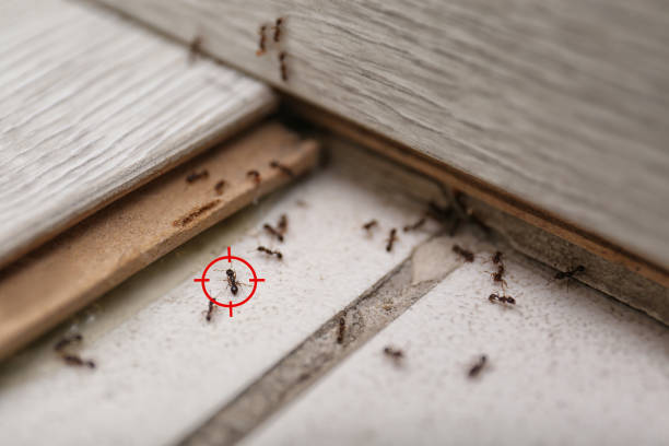 Best Commercial Pest Control Services  in South Ack, NY