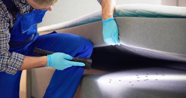 Wasp Removal Services in South Nyack, NY