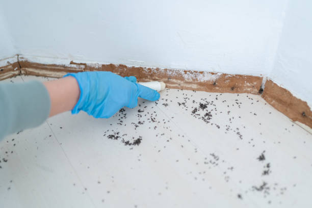  South Ack, NY Pest Control Pros